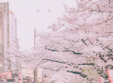 抖音樱花雨特效拍摄介绍